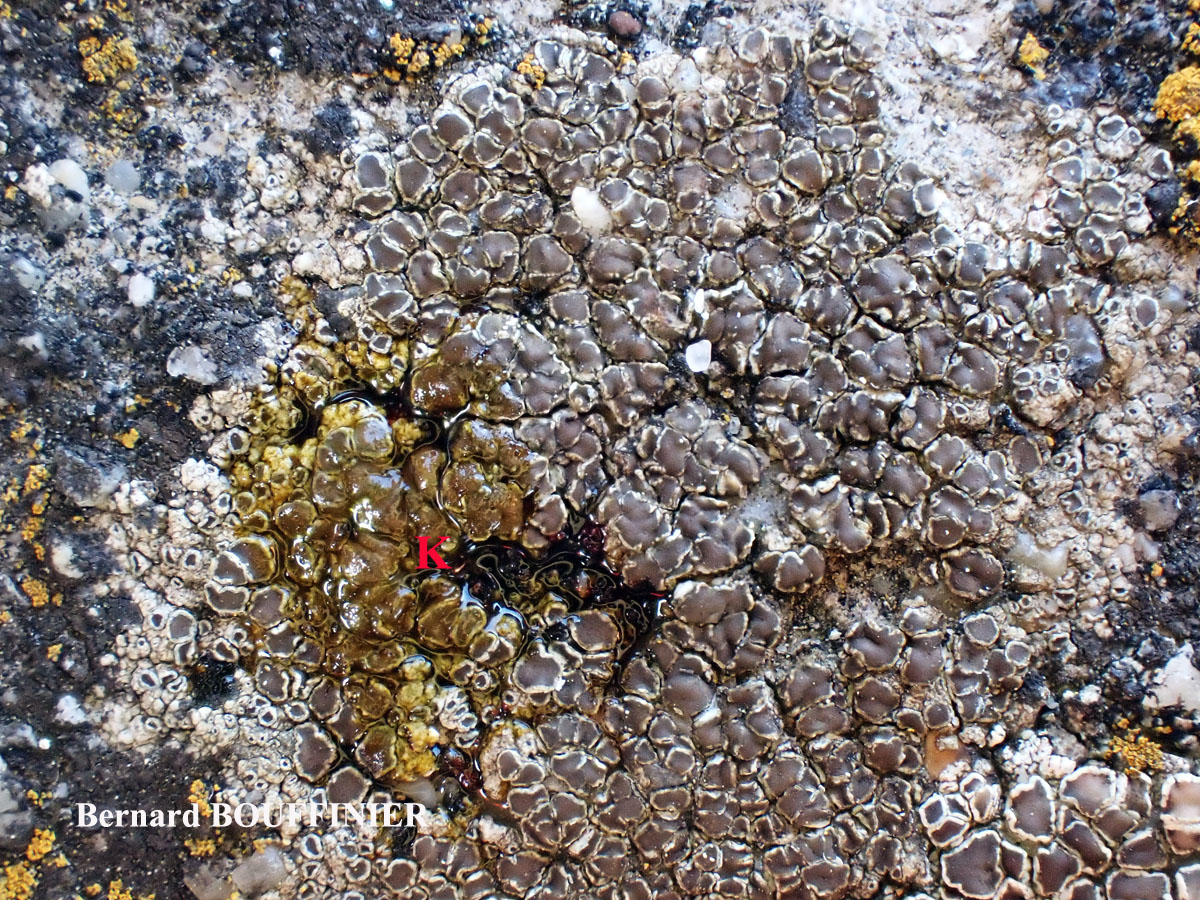 Lecanora campestris subsp. campestris morpho campestris forme sur béton.